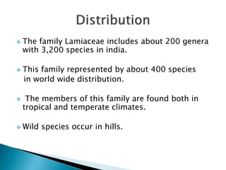  The family Lamiaceae includes about 200 genera
with 3,200 species in india.
 This family represented by about 400 species
in world wide distribution.
 The members of this family are found both in
tropical and temperate climates.
 Wild species occur in hills.
 