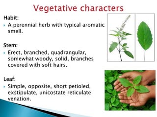 Habit:
 A perennial herb with typical aromatic
smell.
Stem:
 Erect, branched, quadrangular,
somewhat woody, solid, branches
covered with soft hairs.
Leaf:
 Simple, opposite, short petioled,
exstipulate, unicostate reticulate
venation.
 