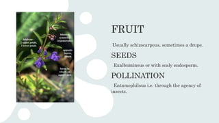 FRUIT
Usually schizocarpous, sometimes a drupe.
SEEDS
Exalbuminous or with scaly endosperm.
POLLINATION
Entamophilous i.e. through the agency of
insects.
 