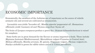 ECONOMIC IMPORTANCE
Economically, the members of the Labiatae are of importance as the source of volatile
aromatic oils and several are cultivated as ornamentals.
Lavandula vera yields "lavender oil', Mentha piperita 'peppermint oil', Rosmarinus
officinalis yields 'rosemary oil and Thymus serpyllum 'thyme oil'.
The fruits of Lycopus europaeus produce a green dye. Ocimum kilmandscharicum is raised
for camphore
Some herbs are in great demand for the flavour or aroma imparted to foods. These include
Majorana hortensis (Mediterranean), Marruhbium vulgare (Canaries to Central Asia),
Melissa officinalis, Mentha arvensis, M. spicata, Origanum vulgare, Thymas vulgaris etc.
Stachys sieboldii is grown for edible tubers and so is Coleus parviflours.
 