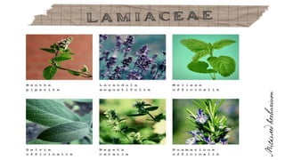 LAMIACEAE THE MINT  FAMILY  PRESENTATION