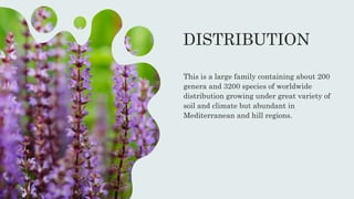 DISTRIBUTION
This is a large family containing about 200
genera and 3200 species of worldwide
distribution growing under great variety of
soil and climate but abundant in
Mediterranean and hill regions.
 