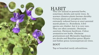 HABIT
They are annual or perenial herbs,
sometimes shrubs and rarely trees. In
warmer climates plants become shrubby.
Certain plants are xerophtyes with
extremely reduced leaves or erect perenial
marsh plants i.e. Scutellaria. A few
species are climber ,but it is very rare.
They are often aromatic. Oscimum
sanctum, Oscimum basilicum, Coleus
aromaticus are herbs. Oscimum
gratissimum and Meriandra begalensis
are shrubs and Brazilian genus Hyptis
and Indian genus Leucoseptrum are trees.
ROOT
Tap or branched rarely adventitious.
 