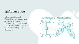 Infloresence
Infloresence is usually
Verticillaster, sometimes may
be raceme or spike i.e.
Prunella, Teucrium or a head
like i.e. Hyptis and Lamium
and rarely sollitary as in
Scutellaria.
 