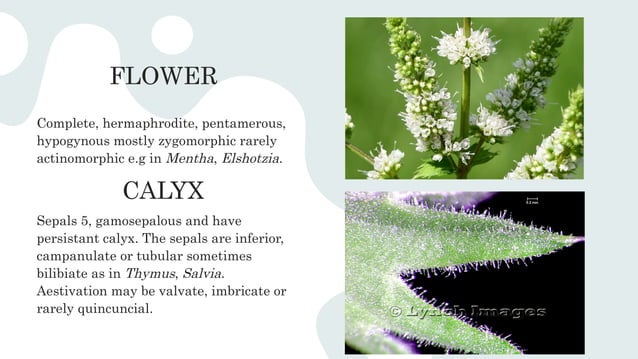 LAMIACEAE THE MINT FAMILY PRESENTATION | PPTX