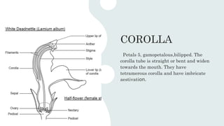 COROLLA
Petals 5, gamopetalous,bilipped. The
corolla tube is straight or bent and widen
towards the mouth. They have
tetramerous corolla and have imbricate
aestivation.
 