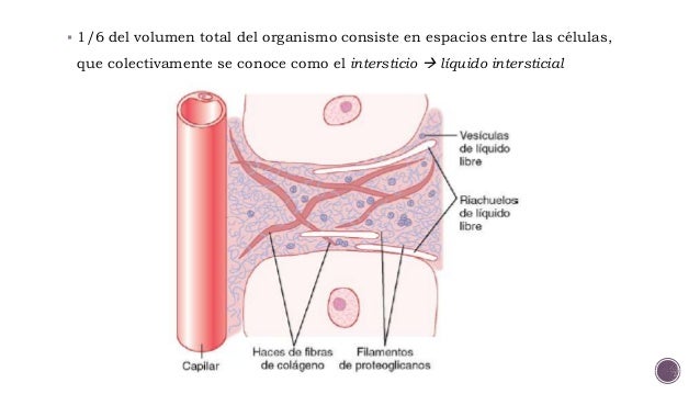 Resultado de imagen para estructura del intersticio