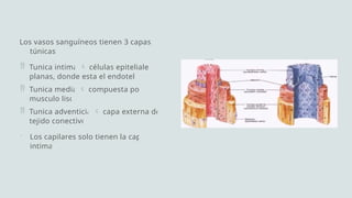 Microcirculación y Sistema Linfático: Presión, Flujo y Resistencia ...