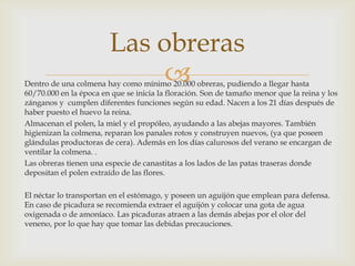 Dentro de una colmena hay como mínimo 20.000 obreras, pudiendo a llegar hasta 60/70.000 en la época en que se inicia la floración. Son de tamaño menor que la reina y los zánganos y  cumplen diferentes funciones según su edad. Nacen a los 21 días después de haber puesto el huevo la reina. Almacenan el polen, la miel y el propóleo, ayudando a las abejas mayores. También higienizan la colmena, reparan los panales rotos y construyen nuevos, (ya que poseen glándulas productoras de cera). Además en los días calurosos del verano se encargan de ventilar la colmena. . Las obreras tienen una especie de canastitas a los lados de las patas traseras donde depositan el polen extraído de las flores.                                    El néctar lo transportan en el estómago, y poseen un aguijón que emplean para defensa. En caso de picadura se recomienda extraer el aguijón y colocar una gota de agua oxigenada o de amoníaco. Las picaduras atraen a las demás abejas por el olor del veneno, por lo que hay que tomar las debidas precauciones.Las obreras