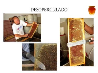 DESOPERCULADO 
 