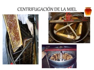 CENTRIFUGACIÓN DE LA MIEL 
 