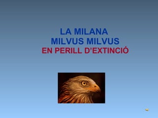 LA MILANA  MILVUS MILVUS EN PERILL D’EXTINCIÓ 