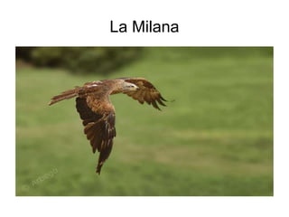 La Milana 