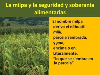 La milpa y la seguridad y soberanía
alimentarias
El nombre milpa
deriva el náhuatl:
milli,
parcela sembrada,
y pan,
encima o en.
Literalmente,
“lo que se siembra en
la parcela”.
 