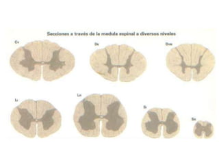 Asociada a la raíz nerviosa posterior posee un ganglio de la raíz posterior.