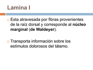 La sustancia gris tiene forma de H con las astas grises anteriores y posteriores, unidas por una delgada comisura gris, que contiene el conducto central (epéndimo).