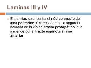 LAMINACIÓN DE REXEDLa sustancia gris de la médula espinal consiste en una mezcla de células nerviosas y sus prolongaciones, neuroglía y vasos sanguíneos.La sustancia gris se encuentra sistematizada, en láminas: LAMINACIÓN DE REXED. Esta sistematización agrupa en diez laminas las neuronas de la médula según su forma y relación las vías nerviosas.