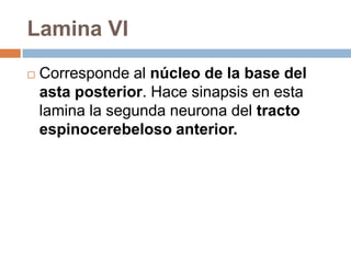 Lamina IEsta atravesada por fibras provenientes de la raíz dorsal y corresponde al núcleo marginal (de Waldeyer).Transporta información sobre los estímulos dolorosos del tálamo.