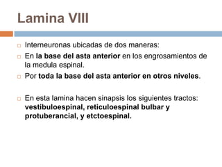 Laminas III y IVEntre ellas se encentra el núcleo propio del asta posterior. Y corresponde a la segunda neurona de la vía del tracto protopático, que asciende por el tracto espinotalámino anterior.