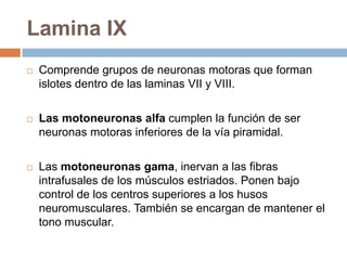 Lamina VCorresponde a interneuronas. Zona media y otra lateralLateral mas evidente a nivel cervical.Estas neuronas intercalares participan en las vías corticoespinal y rubroespinal.