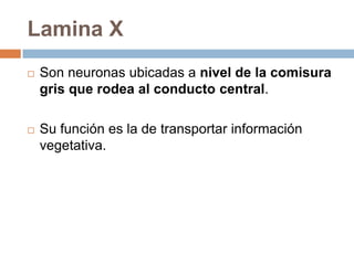 Lamina VICorresponde al núcleo de la base del asta posterior. Hace sinapsis en esta lamina la segunda neurona del tracto espinocerebeloso anterior. 