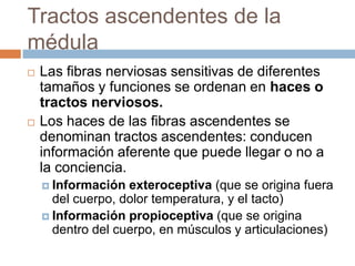 Lamina VIIIInterneuronas ubicadas de dos maneras:En la base del asta anterior en los engrosamientos de la medula espinal.Por toda la base del asta anterior en otros niveles. En esta lamina hacen sinapsis los siguientes tractos: vestibuloespinal, reticuloespinal bulbar y protuberancial, y etctoespinal.