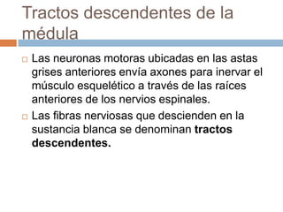 Lamina IXComprende grupos de neuronas motoras que forman islotes dentro de las laminas VII y VIII.Las motoneuronas alfa cumplen la función de ser neuronas motoras inferiores de la vía piramidal.Las motoneuronas gama, inervan a las fibras intrafusales de los músculos estriados. Ponen bajo control de los centros superiores a los husos neuromusculares. También se encargan de mantener el tono muscular.