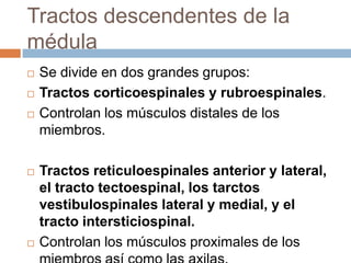 Lamina XSon neuronas ubicadas a nivel de la comisura gris que rodea al conducto central.Su función es la de transportar información vegetativa.