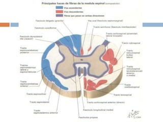 Sustancia BlancaSustancia blanca se divide en cordones: