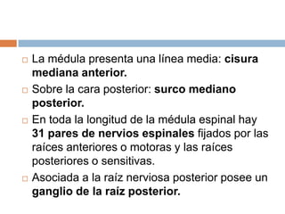Del cono medular, desciende una prolongación de la piamadre, el filum terminal, que se fija en la superficie posterior del cóccix.