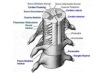 La médula presenta una línea media: cisura mediana anterior.