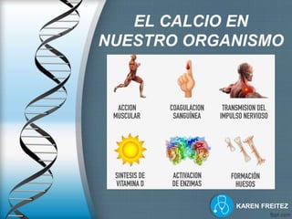 EL CALCIO EN
NUESTRO ORGANISMO
KAREN FREITEZ
 