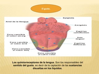 El gusto.




Los quimiorreceptores de la lengua. Son los responsables del
 sentido del gusto, es decir de la captación de las sustancias
                 disueltas en los líquidos.
 