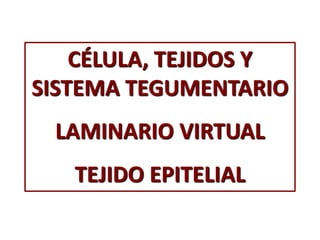 CÉLULA, TEJIDOS Y
SISTEMA TEGUMENTARIO
LAMINARIO VIRTUAL
TEJIDO EPITELIAL
 