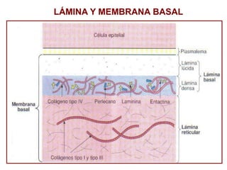 Laminario Con Im genes De Embriolog a pptx laminario-con-im-genes-de-embriolog-a-pptx