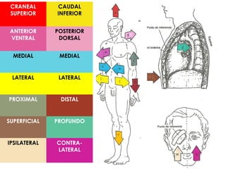 Láminas anatómicas primera parte | PPT