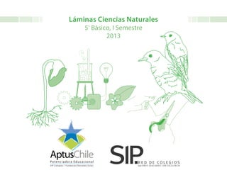 Láminas Ciencias Naturales
5º
Básico, I Semestre
2013
 