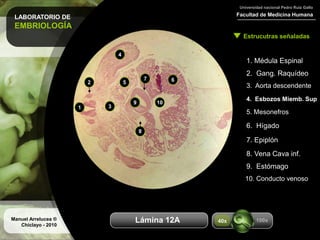 LABORATORIO DE
EMBRIOLOGÍA
Facultad de Medicina Humana
Universidad nacional Pedro Ruiz Gallo
Estrucutras señaladas
Manuel Arrelucea ®
Chiclayo - 2010
Aumentos
1. Médula Espinal
2. Gang. Raquídeo
3. Aorta descendente
4. Esbozos Miemb. Sup
5. Mesonefros
1
2
3
4
5
6. Hígado
6
7. Epiplón
8. Vena Cava inf.
9
9. Estómago
7
8
10
10. Conducto venoso
Lámina 12A 100x40x
 