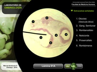 LABORATORIO DE
EMBRIOLOGÍA
Facultad de Medicina Humana
Universidad nacional Pedro Ruiz Gallo
Estrucutras señaladas
Manuel Arrelucea ®
Chiclayo - 2010
Aumentos
1. Otocisto
(Vesícula ótica)
2. Gang. Semilunar
3. Rombencéfalo
4. Notocorda
5. Prosencéfalo
1
2
3
4 5
Lámina 01A
6
6. Rombómeros
100x40x
 