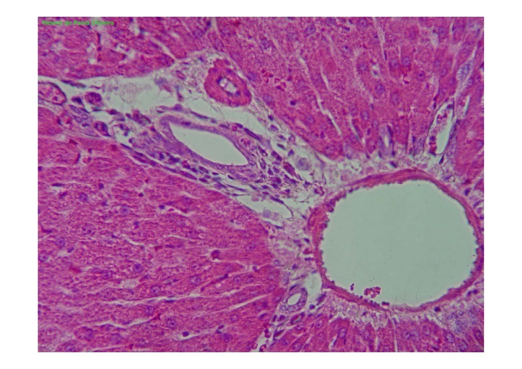 Laminas de histologia Laminas de histologia