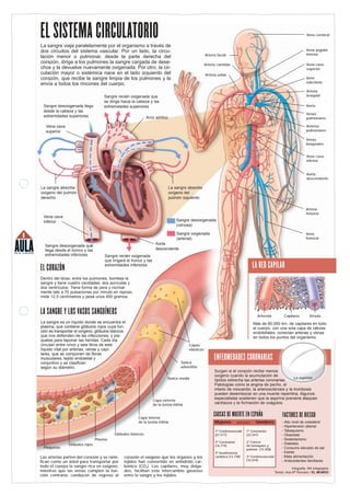 EL SISTEMA CIRCULATORIO
AULADE EL MUNDO
8
La sangre viaja paralelamente por el organismo a través de
dos circuitos del sistema vascular. Por un lado, la circu-
lación menor o pulmonar, desde la parte derecha del
corazón, dirige a los pulmones la sangre cargada de dese-
chos y la devuelve nuevamente oxigenada. Por otro, la cir-
culación mayor o sistémica nace en el lado izquierdo del
corazón, que recibe la sangre limpia de los pulmones y la
envía a todos los rincones del cuerpo.
Sangre desoxigenada llega
desde la cabeza y las
extremidades superiores
Sangre recién oxigenada que
se dirige hacia la cabeza y las
extremidades superiores
Vena cava
superior
Arco aórtico
La sangre absorbe
oxígeno del pulmón
derecho
Vena cava
inferior
Sangre desoxigenada que
llega desde el tronco y las
extremidades inferiores Sangre recién oxigenada
que irrigará el tronco y las
extremidades inferiores
Aorta
descendente
Sangre desoxigenada
(venosa)
Sangre oxigenada
(arterial)
La sangre absorbe
oxígeno del
pulmón izquierdo
EL CORAZÓN
LA SANGRE Y LOS VASOS SANGUÍNEOS
Dentro del tórax, entre los pulmones, bombea la
sangre y tiene cuadro cavidades: dos aurículas y
dos ventrículos. Tiene forma de pera y normal-
mente late a 70 pulsaciones por minuto en reposo,
mide 12,5 centímetros y pesa unos 450 gramos.
La sangre es un líquido donde se encuentra el
plasma, que contiene glóbulos rojos cuya fun-
ción es transportar el oxígeno; glóbulos blancos
que nos defienden de las infecciones; y pla-
quetas para taponar las heridas. Cada día
circulan entre cinco y seis litros de este
líquido vital por arterias, venas y capi-
lares, que se componen de fibras
musculares, tejido endotelial y
conjuntivo y se clasifican
según su diámetro.
Mujeres (personas) Hombres
1ª Cerebrovascular
(21.577)
2ª Coronarias
(16.774)
3ª Insuficiencia
cardíaca (12.738)
1ª Coronarias
(22.541)
2ª Cáncer
de bronquios y
pulmón (15.458)
3ª Cerebrovascular
(15.019)
Tunica
adventitia
Capas
elásticas
ENFERMEDADES CORONARIAS
LA RED CAPILAR
Surgen si el corazón recibe menos
oxígeno cuando la acumulación de
lípidos estrecha las arterias coronarias.
Patologías como la angina de pecho, el
infarto de miocardio, la arteriosclerosis y la trombosis
pueden desembocar en una muerte repentina. Algunos
especialistas sostienen que la aspirina previene ataques
cardíacos y la formación de coágulos.
CAUSAS DE MUERTE EN ESPAÑA FACTORES DE RIESGO
Alto nivel de colesterol
Hipertensión alterial
Tabaquismo
Obesidad
Sedentarismo
Diabetes
Consumo elevado de sal
Estrés
Mala alimentación
Antecedentes familiares
Más de 60.000 km. de capilares en todo
el cuerpo, con una sola capa de células
endoteliales, conectan arterias y venas
en todos los puntos del organismo.
Arteriola Capilares Vénula
La aspirina
Vena
femoral
Arteria
femoral
Aorta
descendente
Vena cava
inferior
Venas
braquiales
Arterias
pulmonares
Venas
pulmonares
Aorta
Arteria
braquial
Vena
subclavia
Vena cava
superior
Vena yugular
interna
Vena cerebral
Arteria facial
Arteria carótida
Arteria axilar
Infografía: 5W Infographic
Textos: Ana Mª Roncero / EL MUNDO
Plaquetas
Glóbulos blancos
Glóbulos rojos
Plasma
Capa interna
de la tunica intima
Capa externa
de la tunica intima
Tunica media
Las arterias parten del corazón y se rami-
fican como un árbol para transportar por
todo el cuerpo la sangre rica en oxígeno,
mientras que las venas cumplen la fun-
ción contraria: conducen de regreso al
corazón el oxígeno que los órganos y los
tejidos han convertido en anhídrido car-
bónico (CO2). Los capilares, muy delga-
dos, facilitan este intercambio gaseoso
entre la sangre y los tejidos.
 