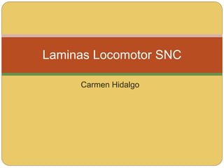 Laminas Locomotor SNC 
Carmen Hidalgo 
 
