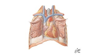 Laminas de la anatomia del corazón- Netter | PDF