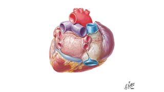 Laminas de la anatomia del corazón- Netter | PDF