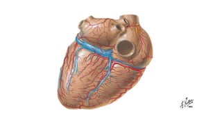 Laminas de la anatomia del corazón- Netter | PDF