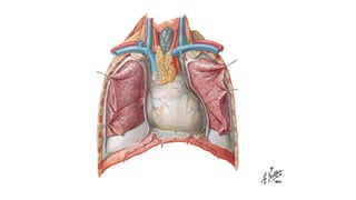 Laminas de la anatomia del corazón- Netter