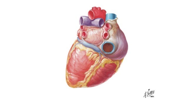 Laminas de la anatomia del corazón- Netter