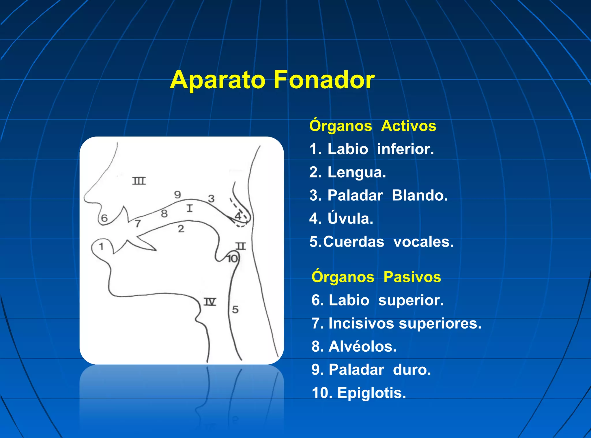 Aparato Fonador
          Órganos Activos
          1. Labio inferior.
          2. Lengua.
          3. Paladar Blando.
          4. Úvula.
          5.Cuerdas vocales.

          Órganos Pasivos
          6. Labio superior.
          7. Incisivos superiores.
          8. Alvéolos.
          9. Paladar duro.
          10. Epiglotis.
 