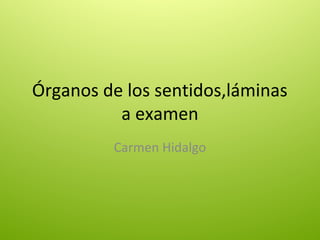 Órganos de los sentidos,láminas 
a examen 
Carmen Hidalgo 
 