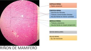 Comprehensive Veterinary Histology: Endocrine, Nervous, Cardiovascular ...